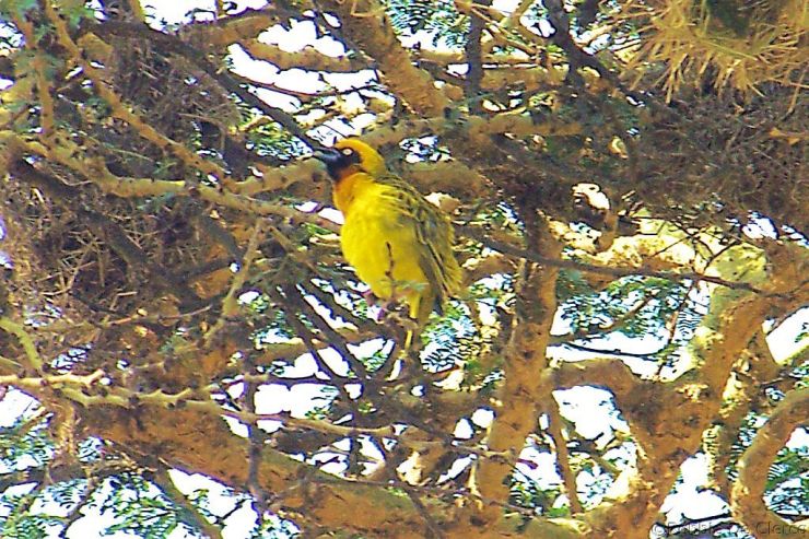 Hell's Gate national Park (36)