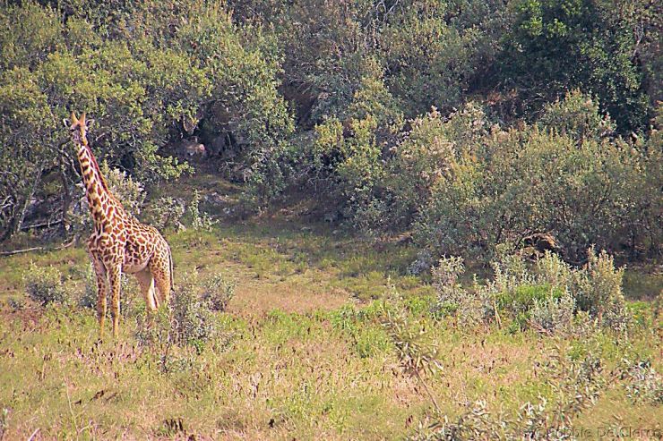 Hell's Gate national Park (49)