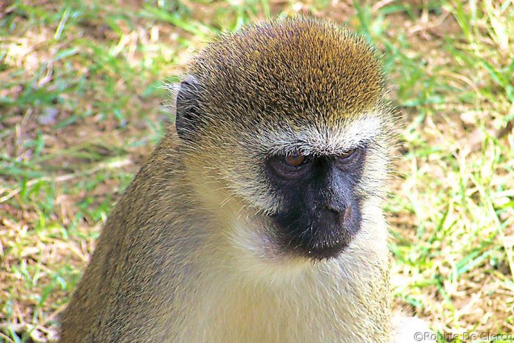 Hell's Gate national Park (53)