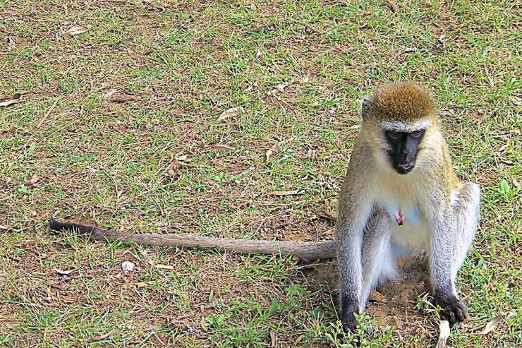 Hell's Gate national Park (55)