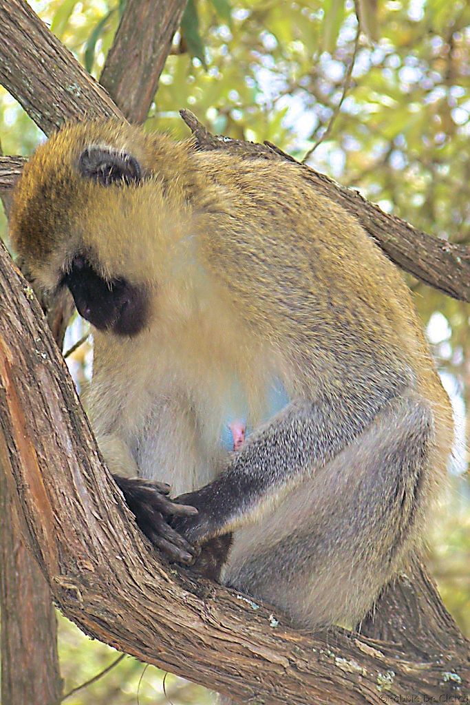 Hell's Gate national Park (57)