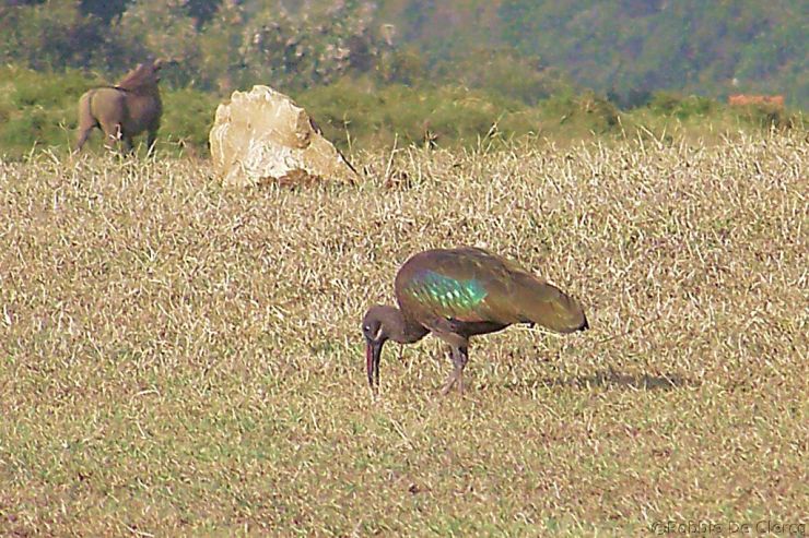 Hell's Gate national Park (8)