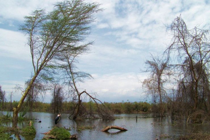 Lake Naivasha (13)