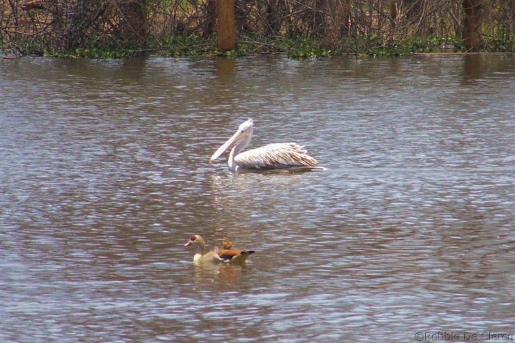 Lake Naivasha (14)