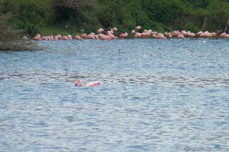 Lake Naivasha (22)