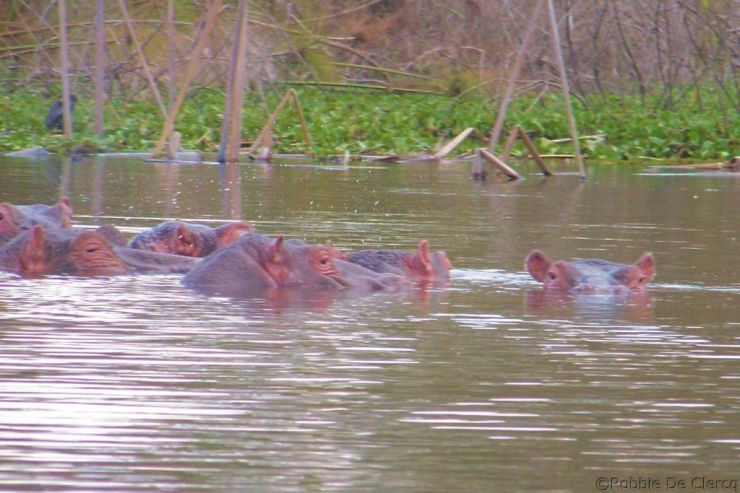 Lake Naivasha (36)