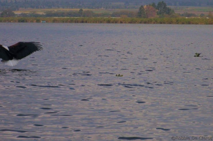 Lake Naivasha (37)