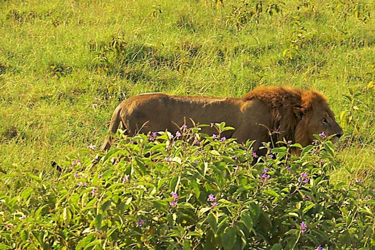 Lake Nakuru National Park (10)