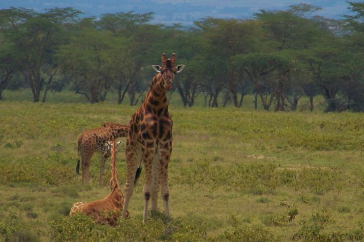 Lake Nakuru National Park (100)
