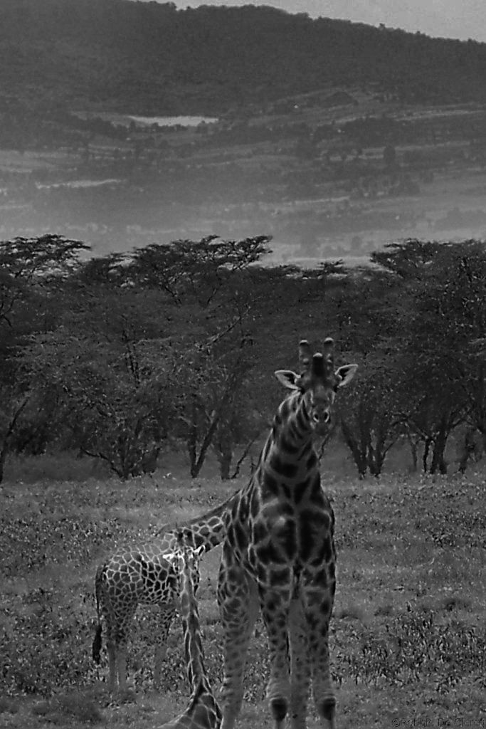 Lake Nakuru National Park (101)