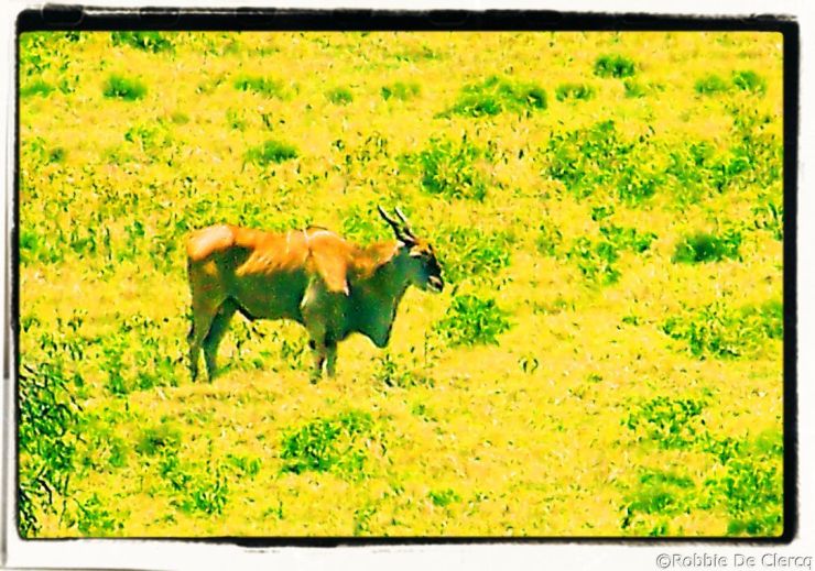 Lake Nakuru National Park (103)