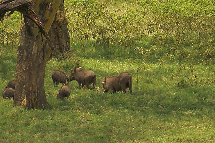 Lake Nakuru National Park (104)