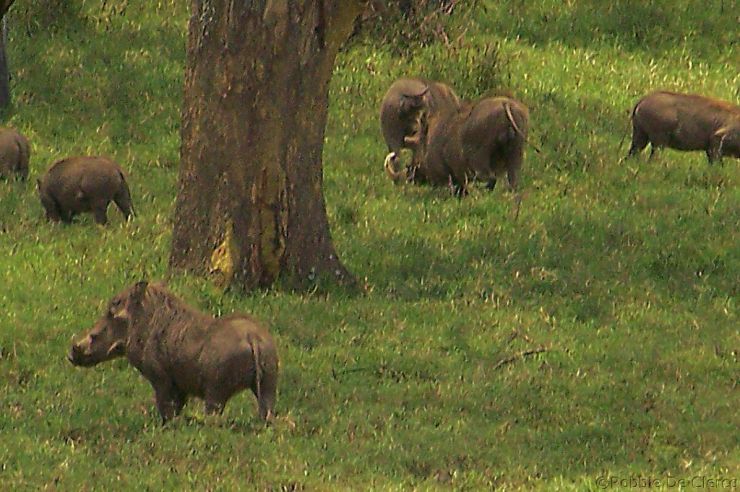 Lake Nakuru National Park (105)