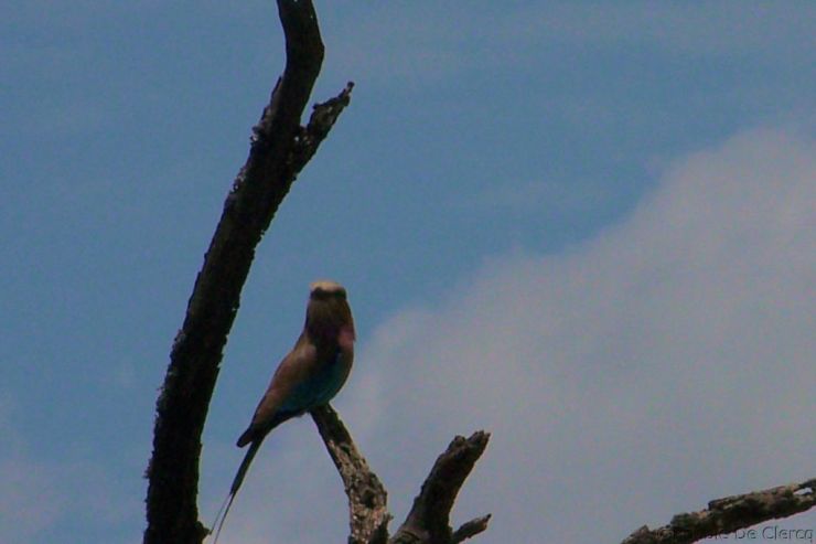 Lake Nakuru National Park (106)