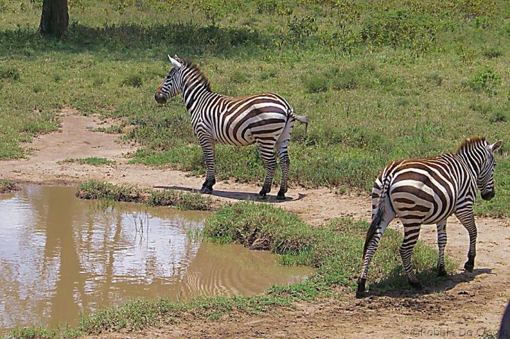 Lake Nakuru National Park (107)