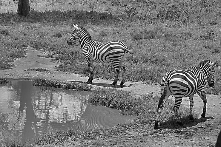 Lake Nakuru National Park (108)