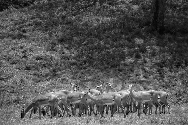 Lake Nakuru National Park (109)