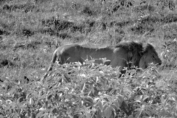 Lake Nakuru National Park (11)