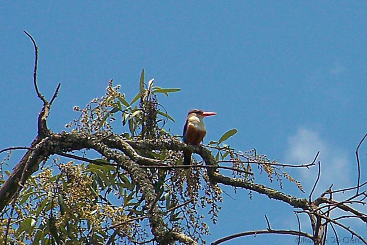 Lake Nakuru National Park (110)