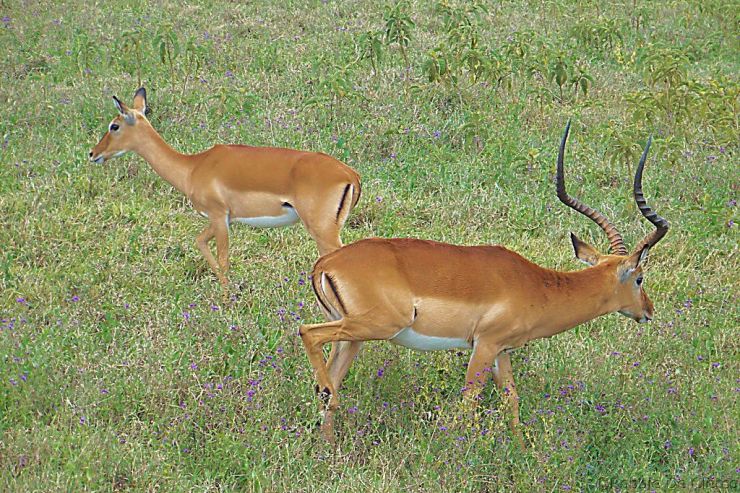 Lake Nakuru National Park (114)