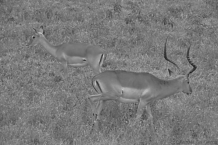 Lake Nakuru National Park (115)