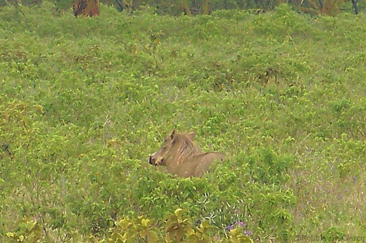 Lake Nakuru National Park (116)