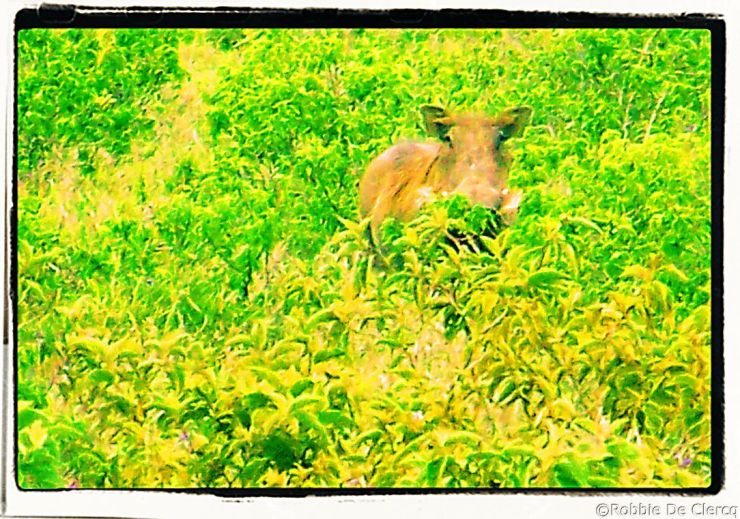 Lake Nakuru National Park (117)