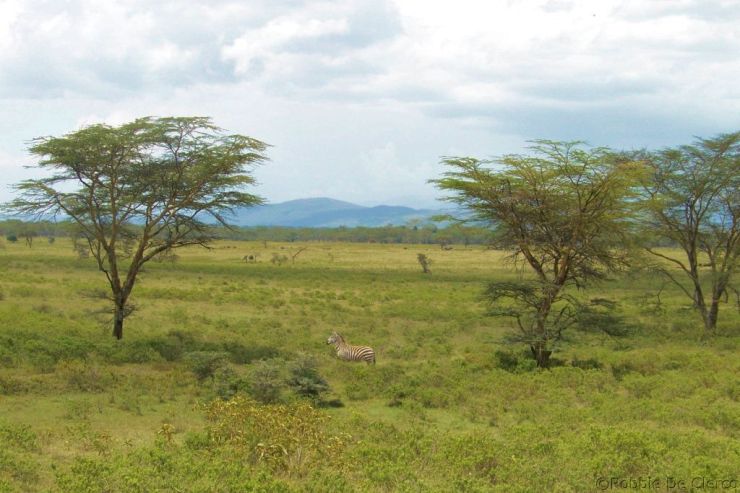Lake Nakuru National Park (118)