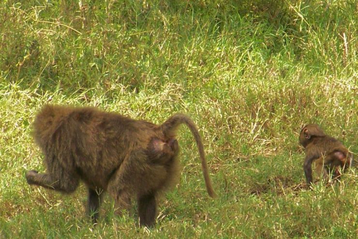 Lake Nakuru National Park (119)