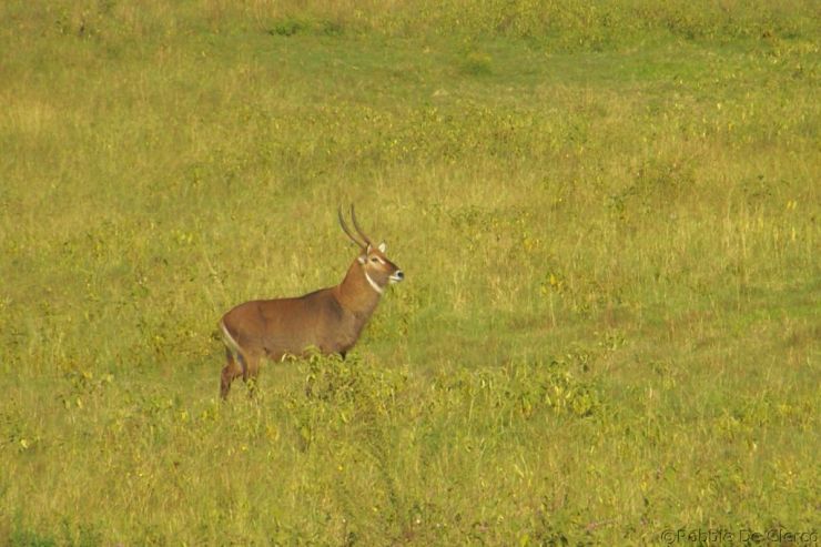 Lake Nakuru National Park (12)