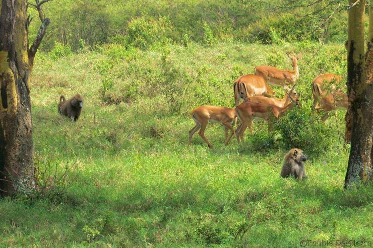 Lake Nakuru National Park (120)