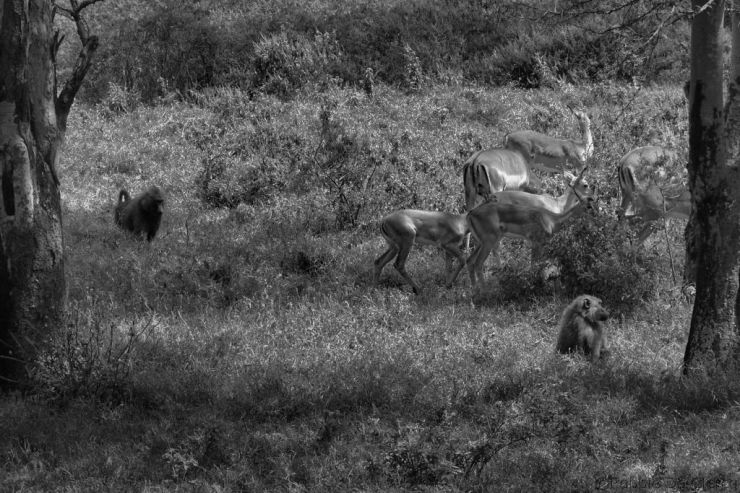 Lake Nakuru National Park (121)