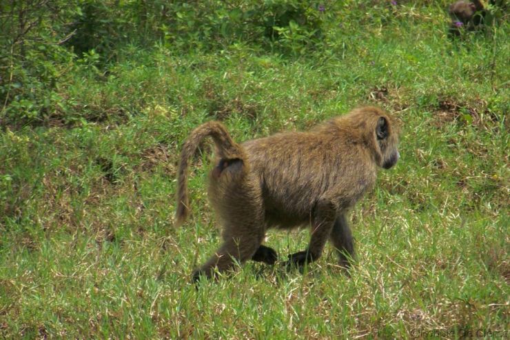 Lake Nakuru National Park (122)