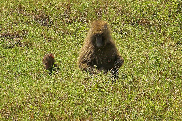Lake Nakuru National Park (123)
