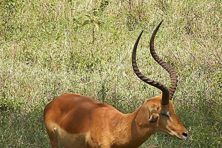 Lake Nakuru National Park (124)