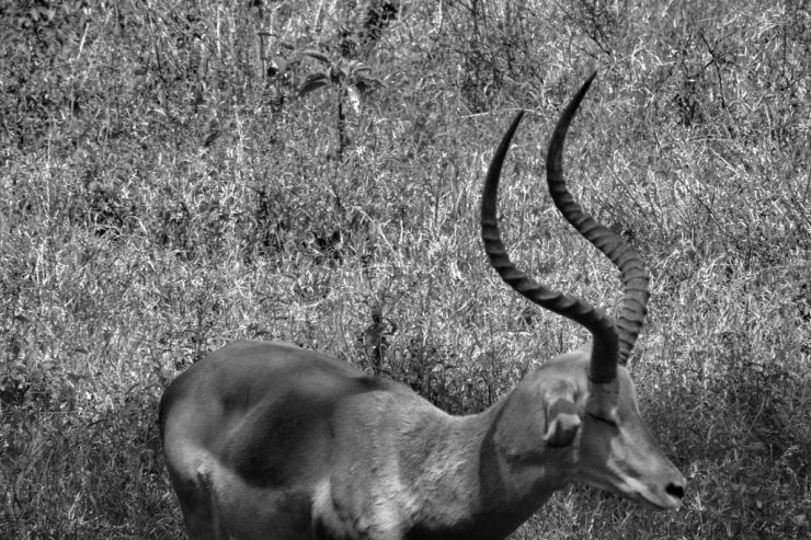 Lake Nakuru National Park (125)