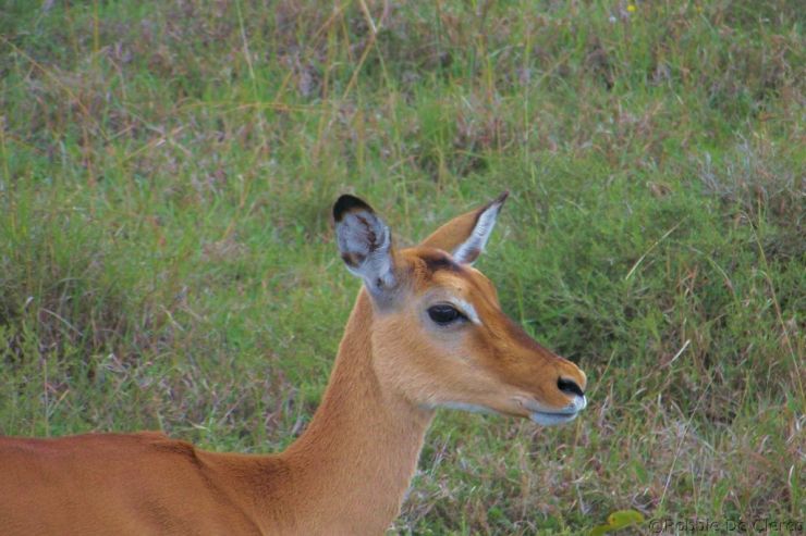 Lake Nakuru National Park (126)