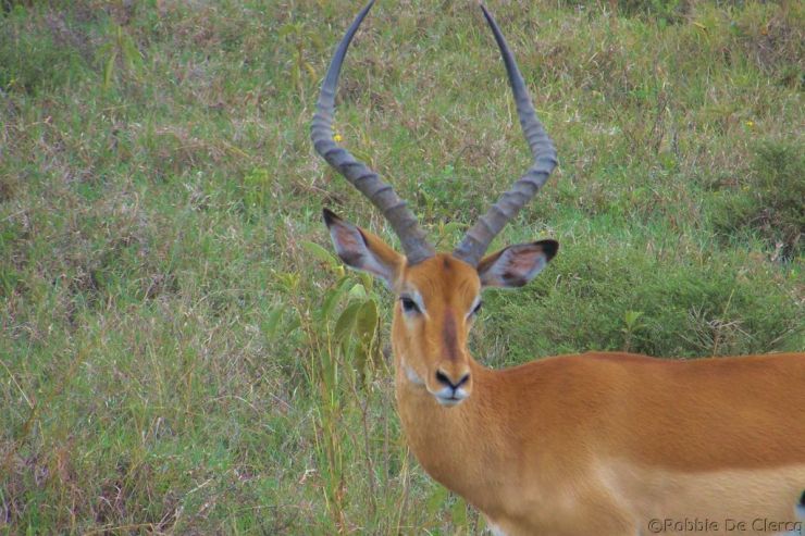 Lake Nakuru National Park (127)