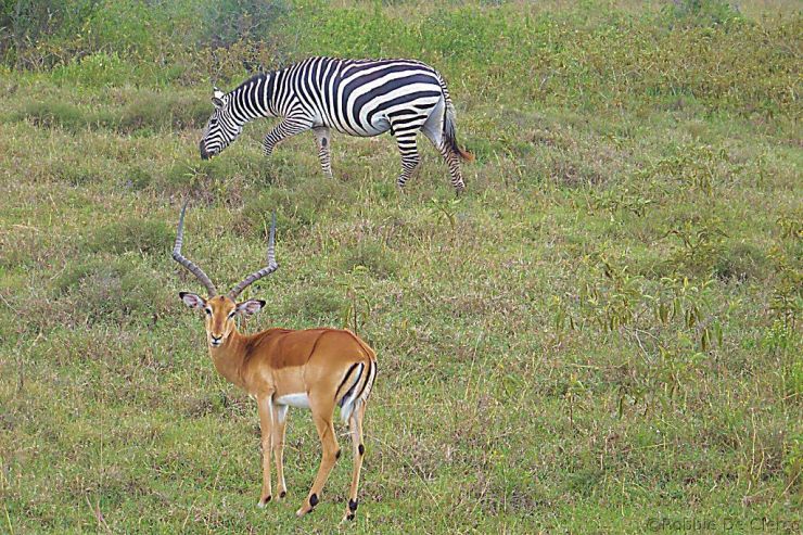 Lake Nakuru National Park (128)