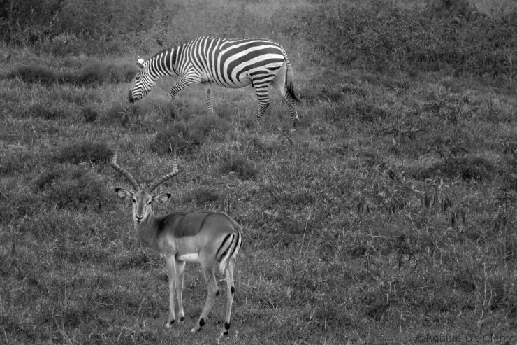 Lake Nakuru National Park (129)