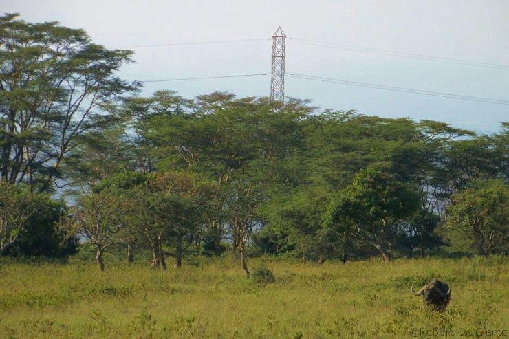 Lake Nakuru National Park (13)