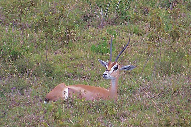 Lake Nakuru National Park (130)