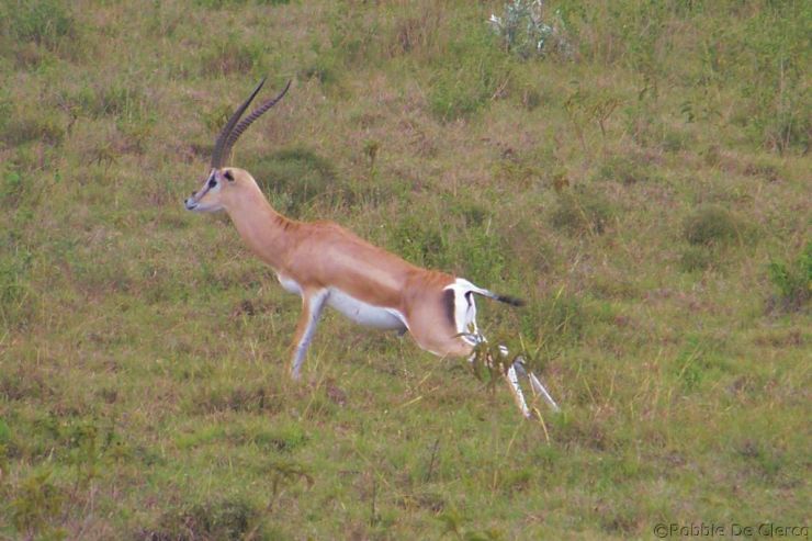 Lake Nakuru National Park (131)