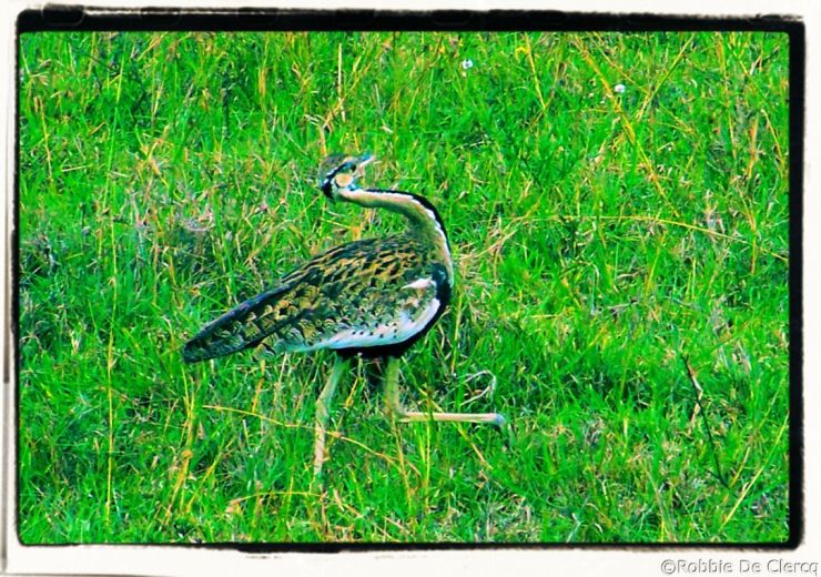 Lake Nakuru National Park (132)