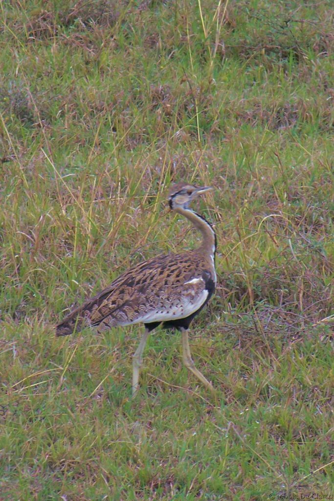 Lake Nakuru National Park (133)