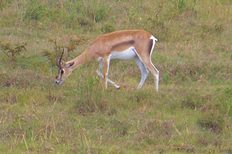 Lake Nakuru National Park (134)