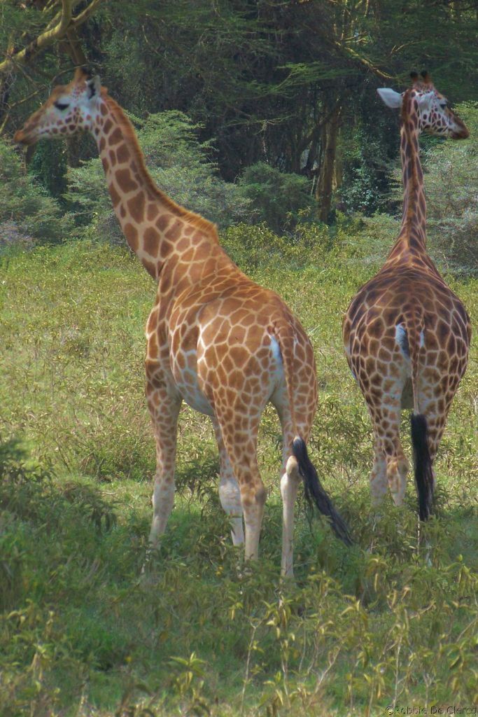 Lake Nakuru National Park (135)