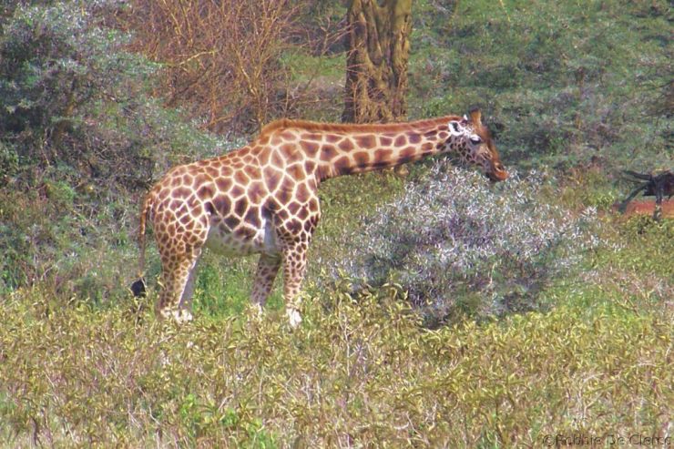Lake Nakuru National Park (136)