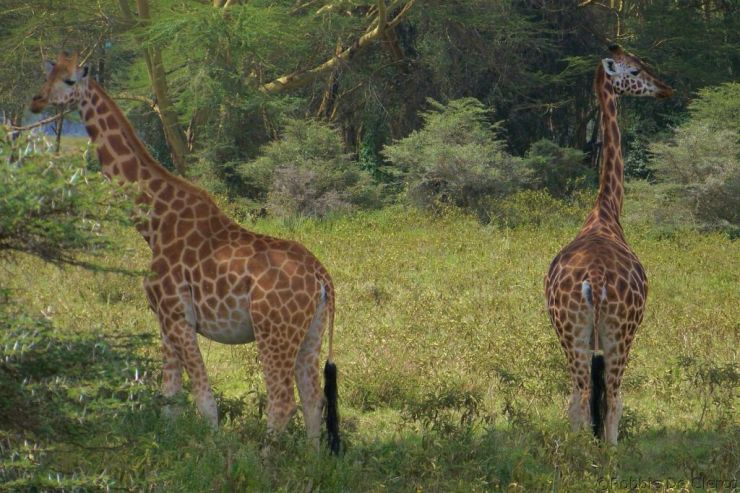Lake Nakuru National Park (137)