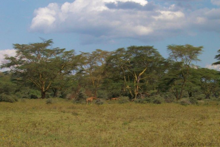 Lake Nakuru National Park (138)